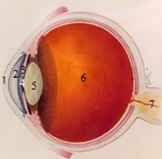 anatomie van het oog